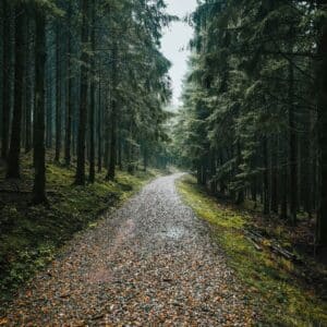 Photo of Wood Trail